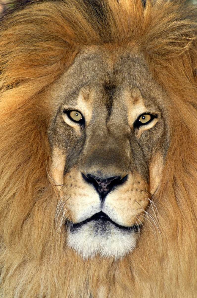 CA, Los Angeles Co, African lion art print by Dave Welling for $57.95 CAD