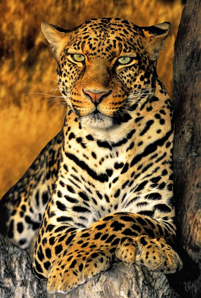 CA, Los Angeles Co, African leopard art print by Dave Welling for $57.95 CAD