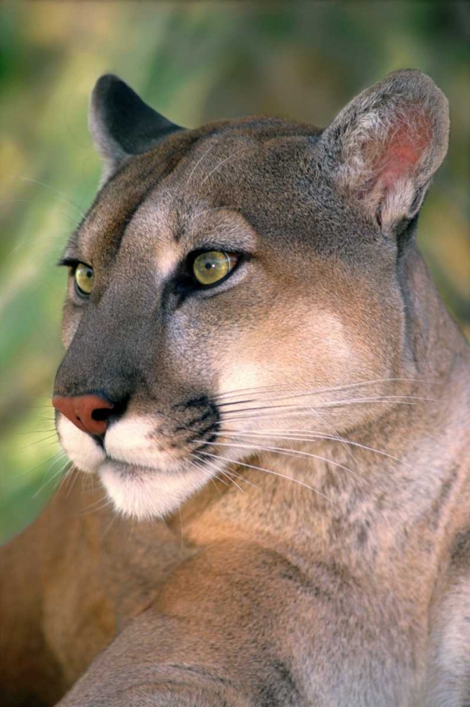 CA, Los Angeles Co, Portrait of mountain lion art print by Dave Welling for $57.95 CAD