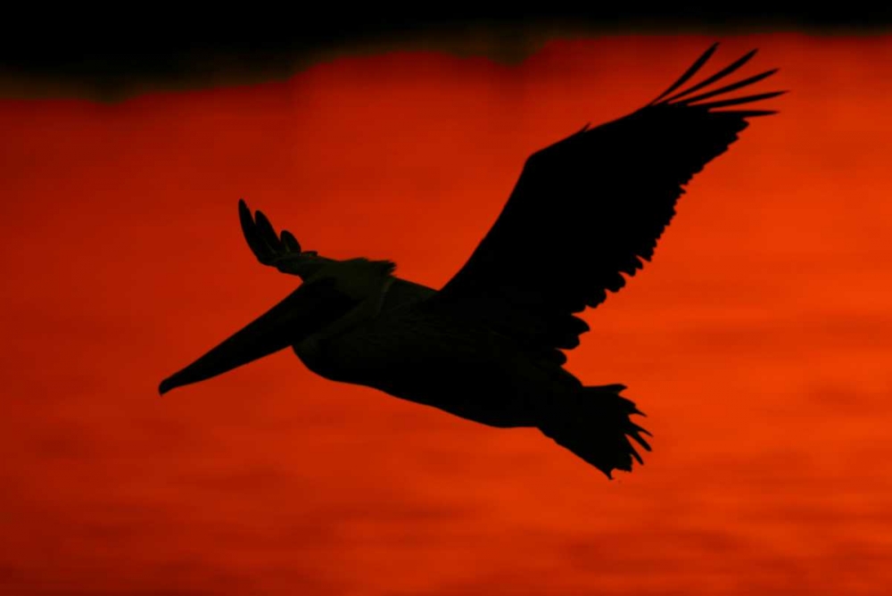 CA, Bolsa Chica Lagoon Brown pelican flying art print by Arthur Morris for $57.95 CAD