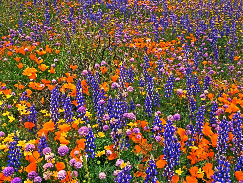 CA, Gorman Field of colorful flowers art print by Dave Welling for $57.95 CAD