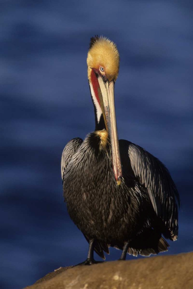 CA, La Jolla Beach California brown pelican art print by Joanne Williams for $57.95 CAD