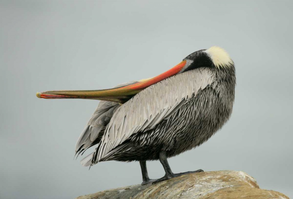 CA, La Jolla Brown pelican performs behavior art print by Arthur Morris for $57.95 CAD