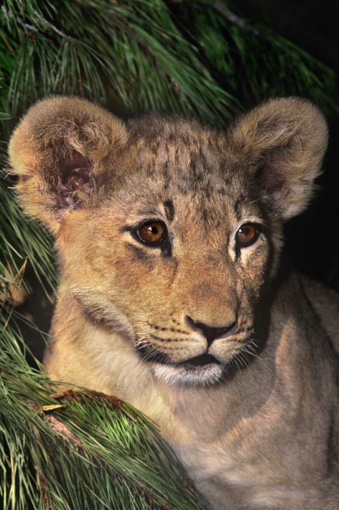 CA, Los Angeles Co, African lion cub art print by Dave Welling for $57.95 CAD