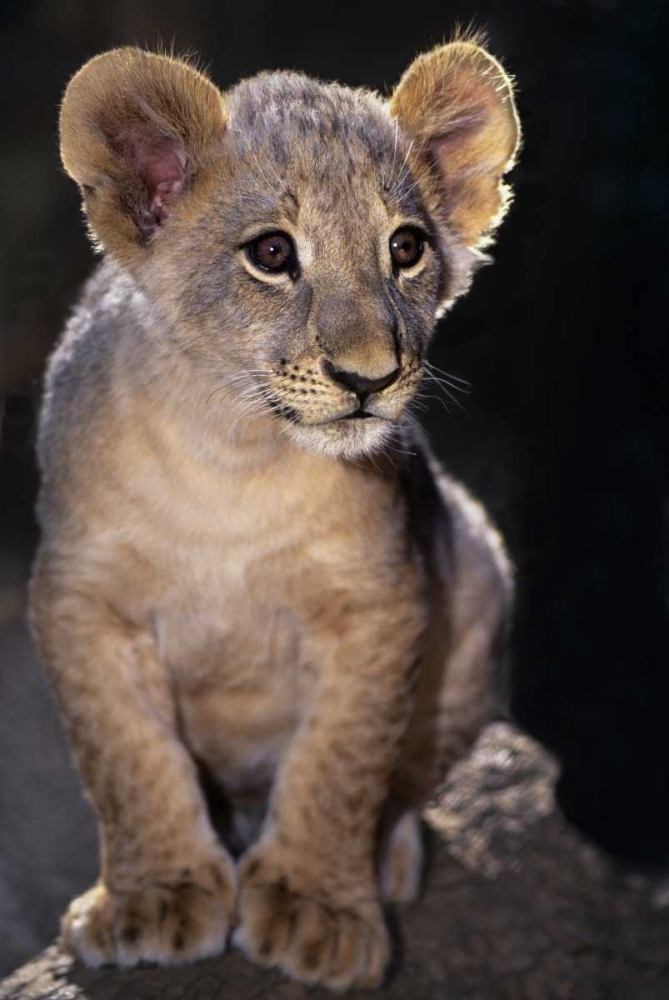 CA, Los Angeles Co, African lion cub on rock art print by Dave Welling for $57.95 CAD
