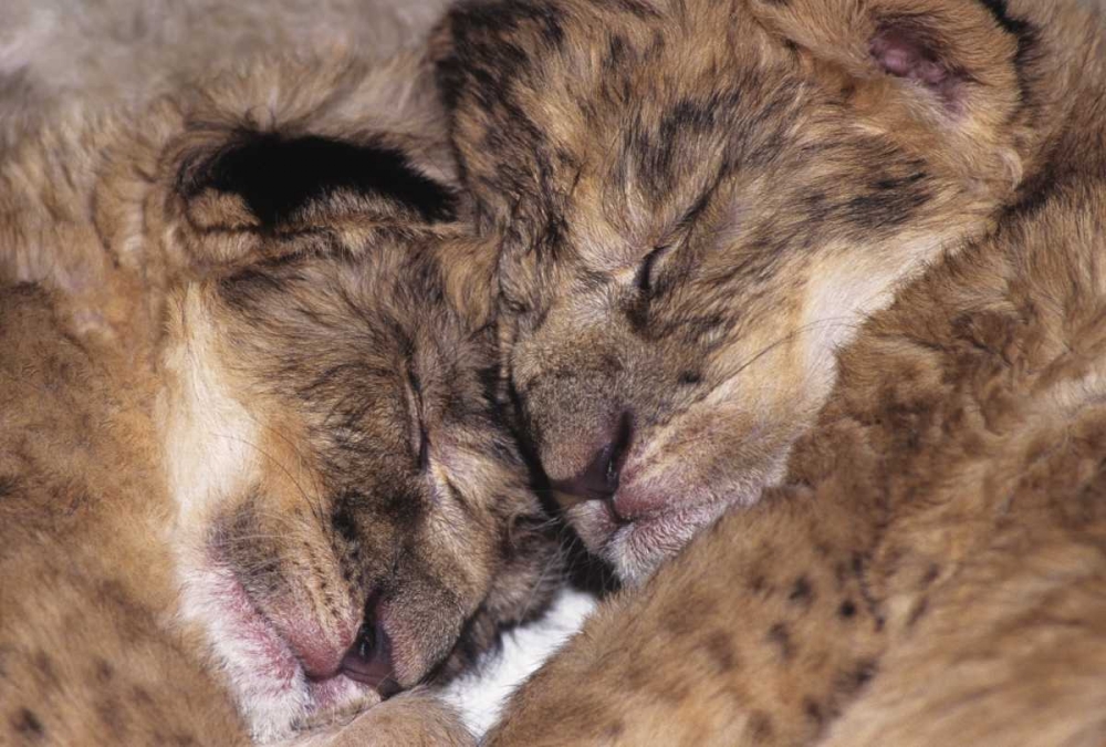 CA, Los Angeles Co, Two sleeping lion babies art print by Dave Welling for $57.95 CAD