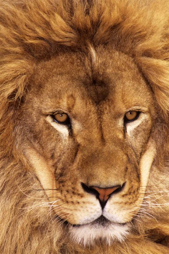 CA, Los Angeles Co, African lion male art print by Dave Welling for $57.95 CAD