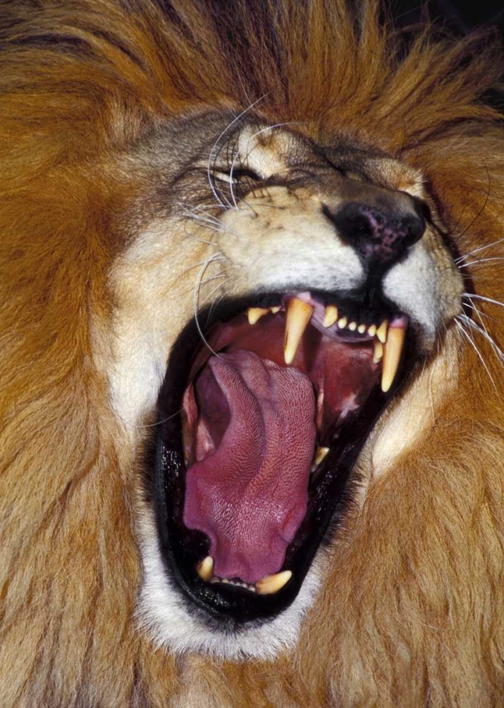 CA, Los Angeles Co, African lion male roaring art print by Dave Welling for $57.95 CAD