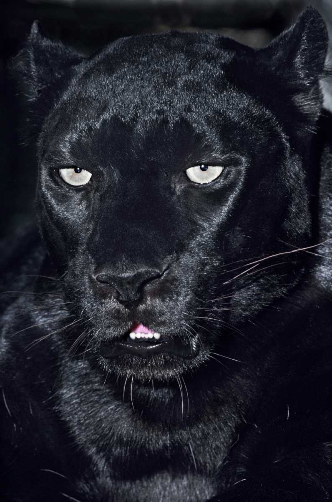 CA, Los Angeles, Portrait of black jaguar adult art print by Dave Welling for $57.95 CAD