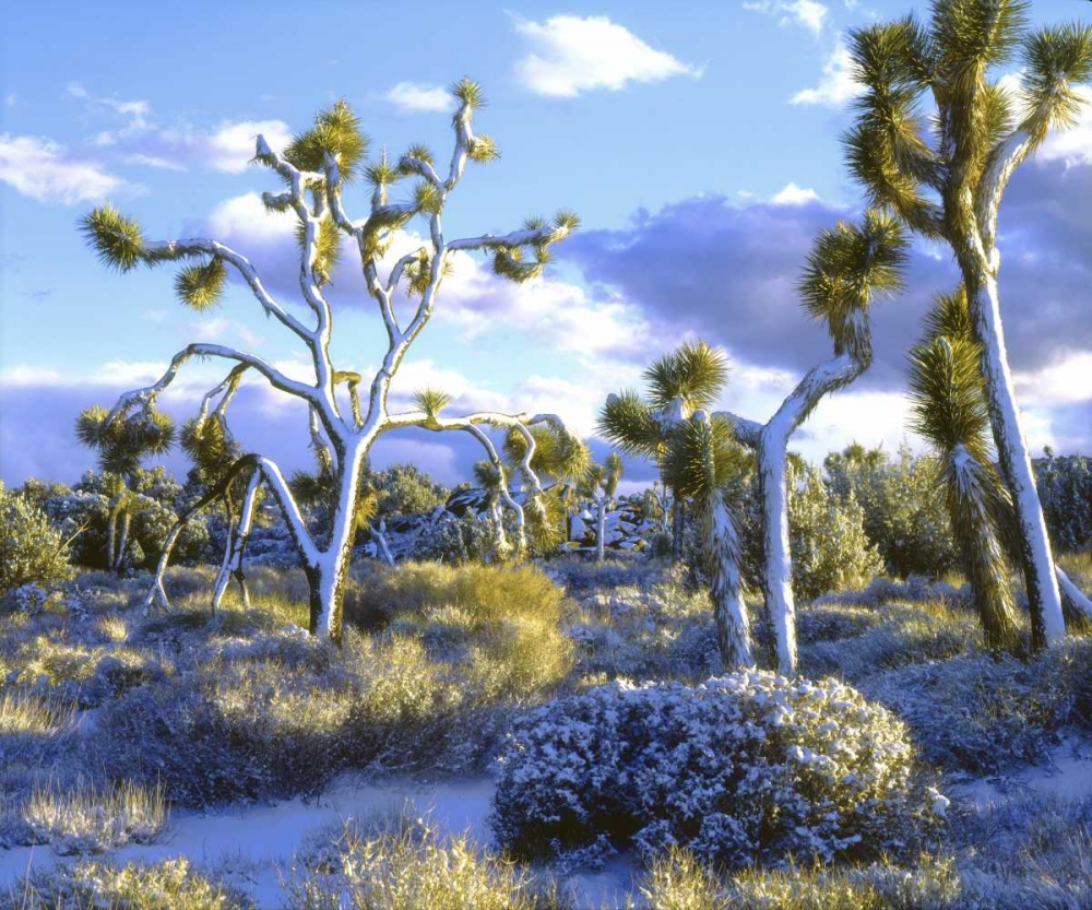 CA, Joshua Tree NP snowy Joshua trees in desert art print by Christopher Talbot Frank for $57.95 CAD