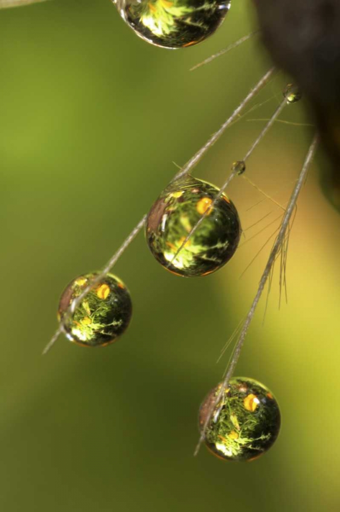CA, San Diego Water droplets on a dandelion art print by Christopher Talbot Frank for $57.95 CAD