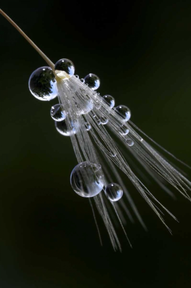 CA, San Diego Droplets on a dandelion seed art print by Christopher Talbot Frank for $57.95 CAD