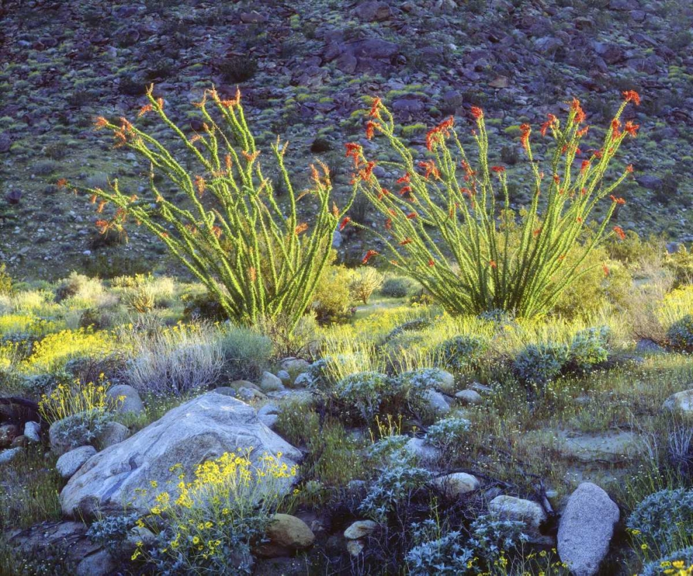CA, San Diego Blooming ocotillo and brittlebush art print by Christopher Talbot Frank for $57.95 CAD