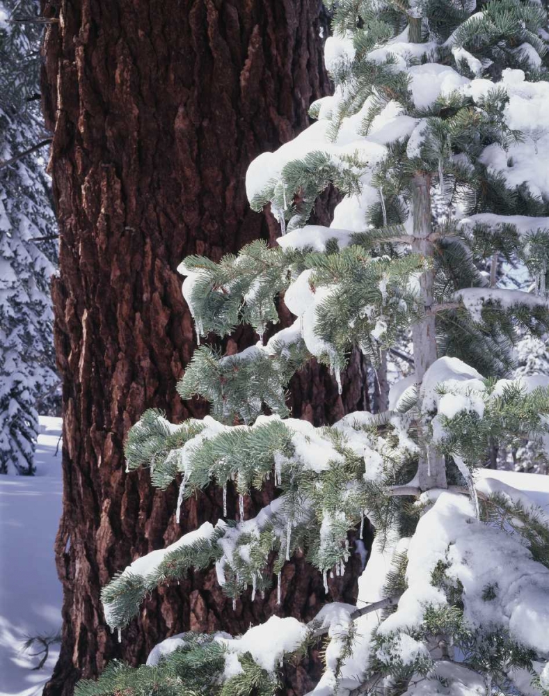 CA, Sierra Nevada Snow-covered red fir trees art print by Christopher Talbot Frank for $57.95 CAD