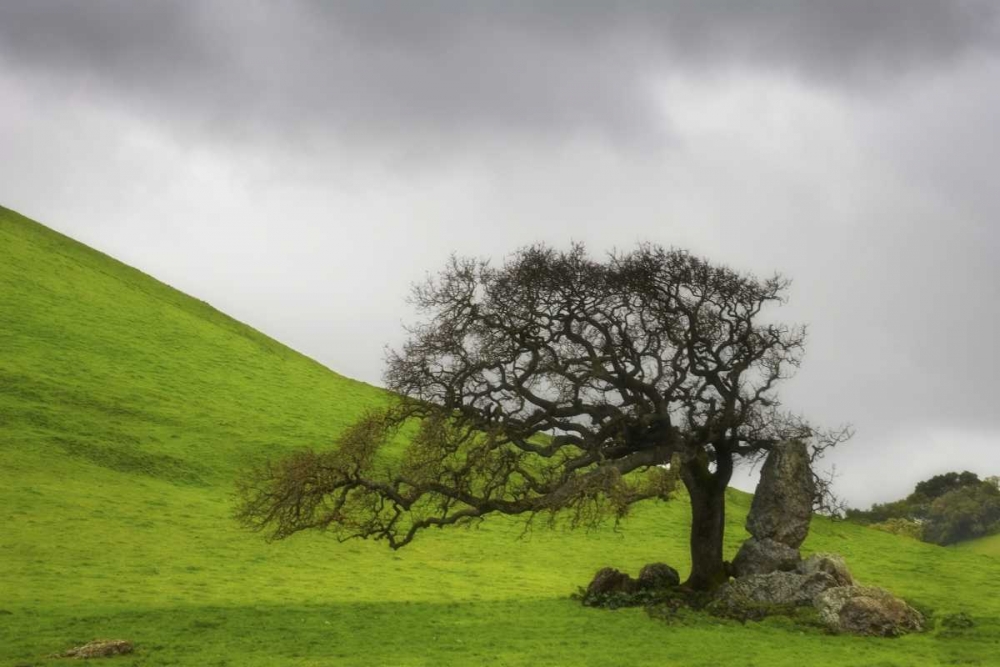 California An oak stands alone under clouds art print by Don Paulson for $57.95 CAD