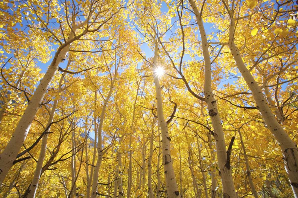 CA, Sierra Nevada Fall colors of aspen trees art print by Christopher Talbot Frank for $57.95 CAD