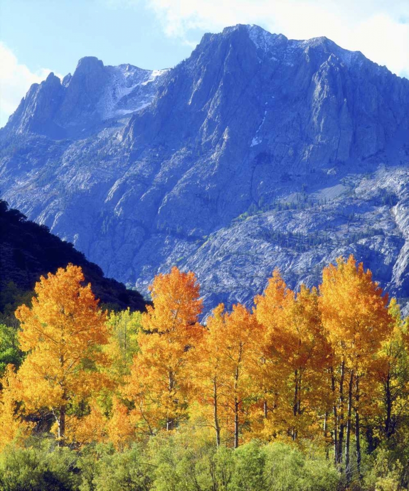 CA, Sierra Nevada Autumn on trees in valley art print by Christopher Talbot Frank for $57.95 CAD