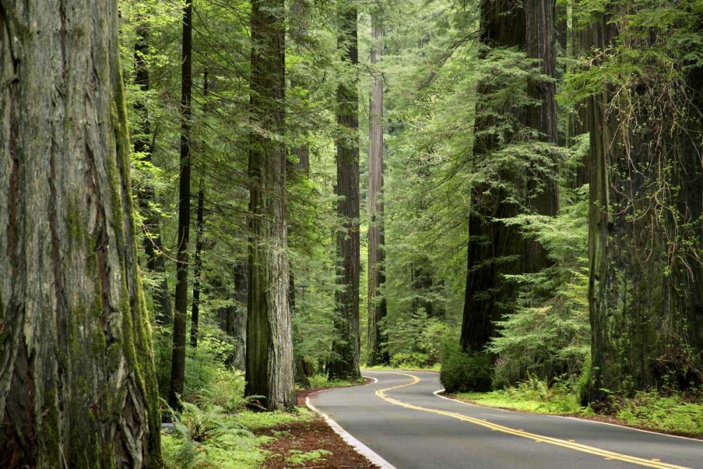 CA, Humboldt Redwoods SP, Avenue of the Giants art print by Don Paulson for $57.95 CAD