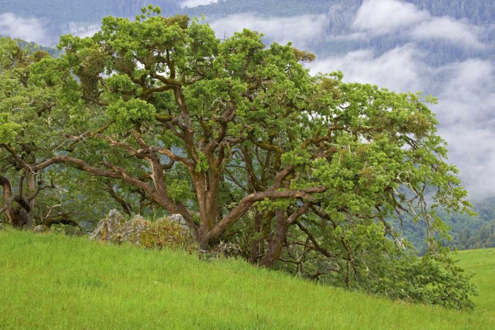 CA, Redwoods Large oak trees in mountain meadow art print by Don Paulson for $57.95 CAD