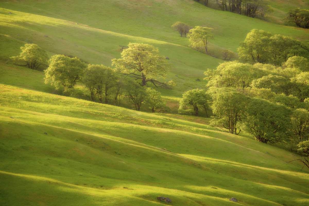 CA, Redwoods Sunrise on green sloping meadow art print by Don Paulson for $57.95 CAD