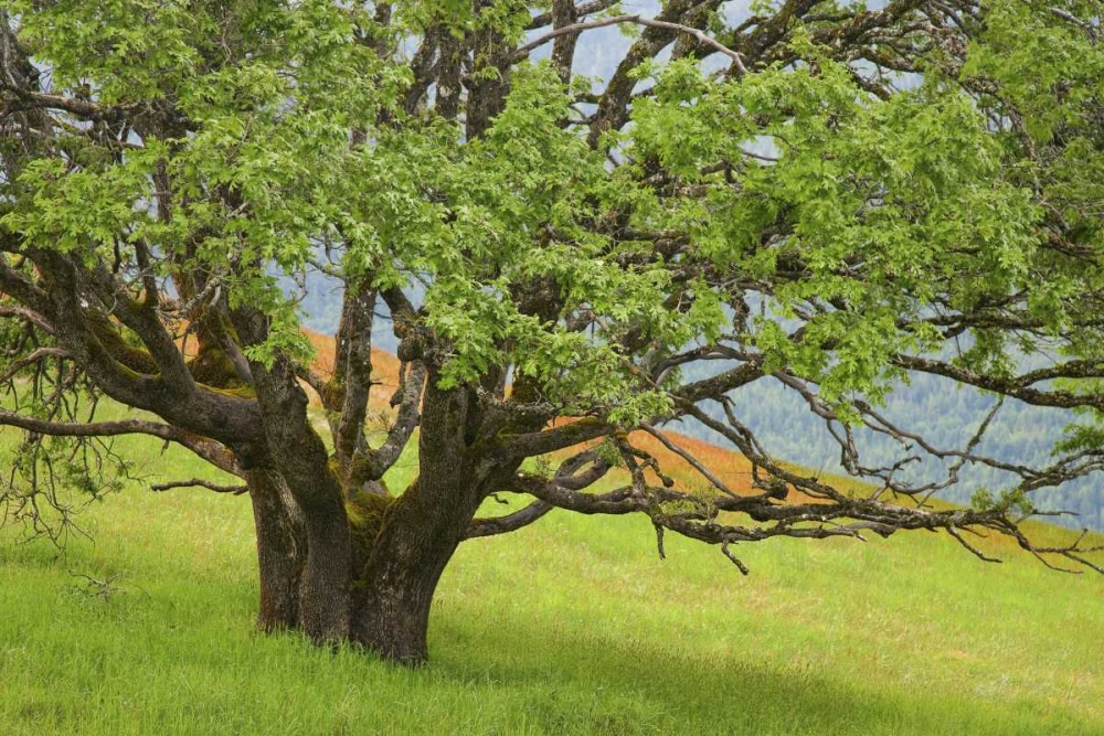 California, Redwood NP Oak tree in alpine meadow art print by Don Paulson for $57.95 CAD