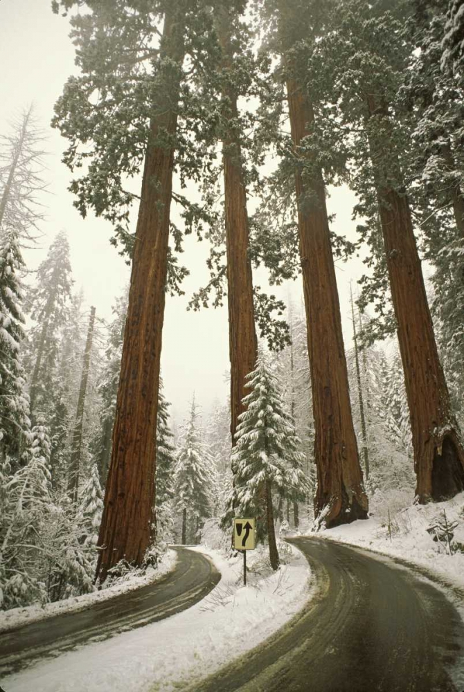 CA, Sequoia NP Spring snowfall at park entrance art print by Don Grall for $57.95 CAD