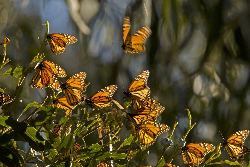 CA, San Luis Obispo Co, Monarch butterflies art print by Cathy and Gordon Illg for $57.95 CAD