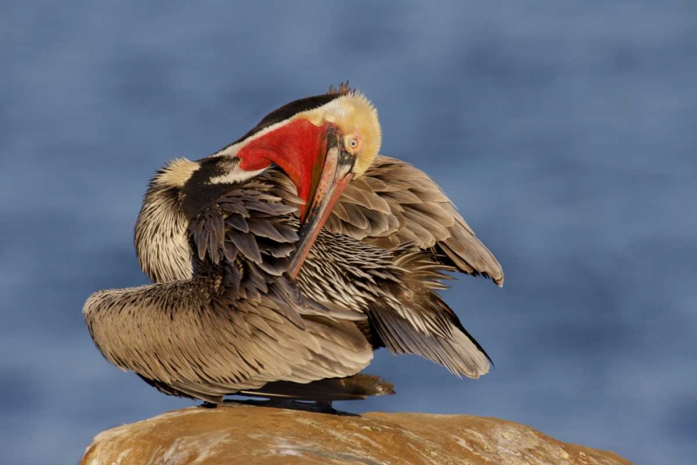 CA, La Jolla Pelican preens its feathers art print by Arthur Morris for $57.95 CAD