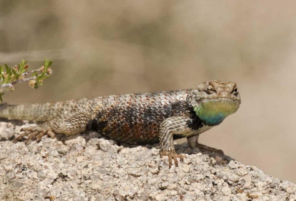 CA, Joshua Tree NPYellow-backed spiny lizard art print by Dave Welling for $57.95 CAD