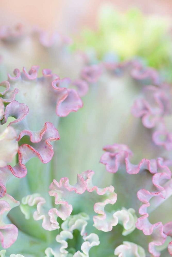 California, San Diego Abstract of succulent art print by Don Paulson for $57.95 CAD