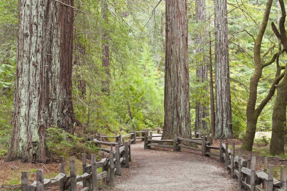 CA, Big Basin Redwoods SP, Trail through redwoods art print by Don Paulson for $57.95 CAD