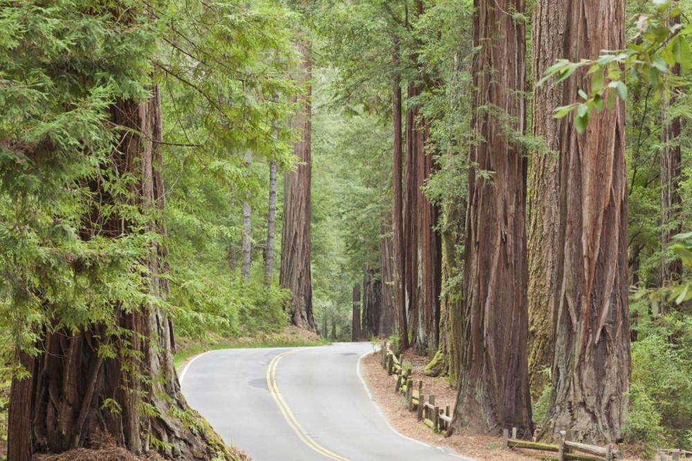 CA, Road through redwoods in Big Basin Redwoods art print by Don Paulson for $57.95 CAD