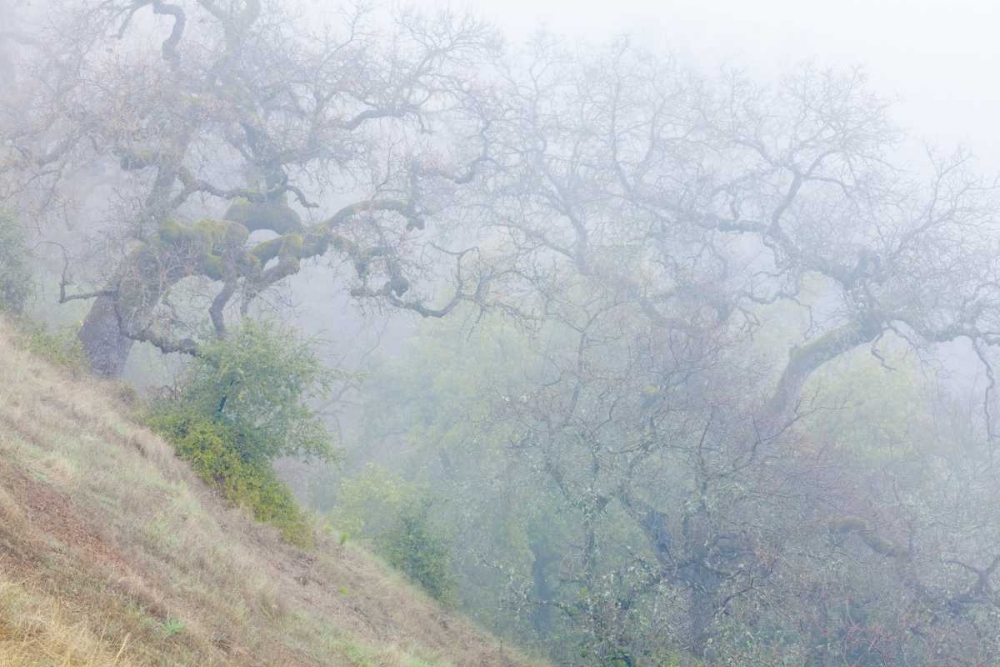 California, Henry W Coe SP Morning fog in park art print by Don Paulson for $57.95 CAD