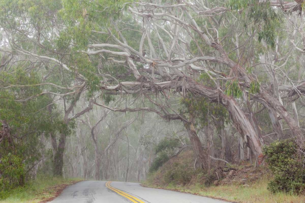 California Tree-lined road to Montana de Oro SP art print by Don Paulson for $57.95 CAD