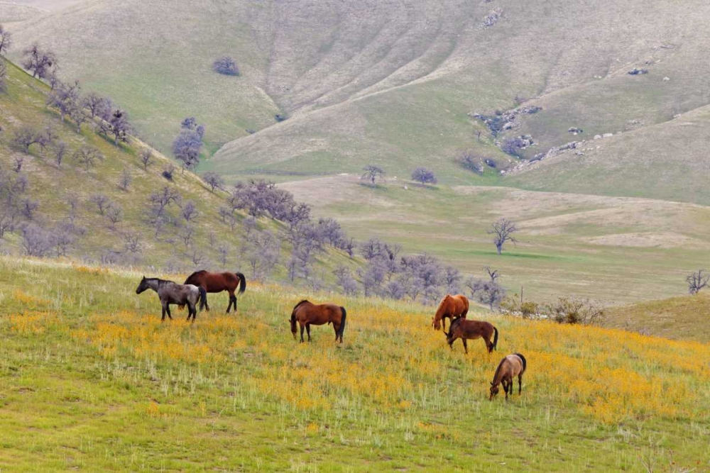 USA, California, Caliente Horses in meadow art print by Don Paulson for $57.95 CAD