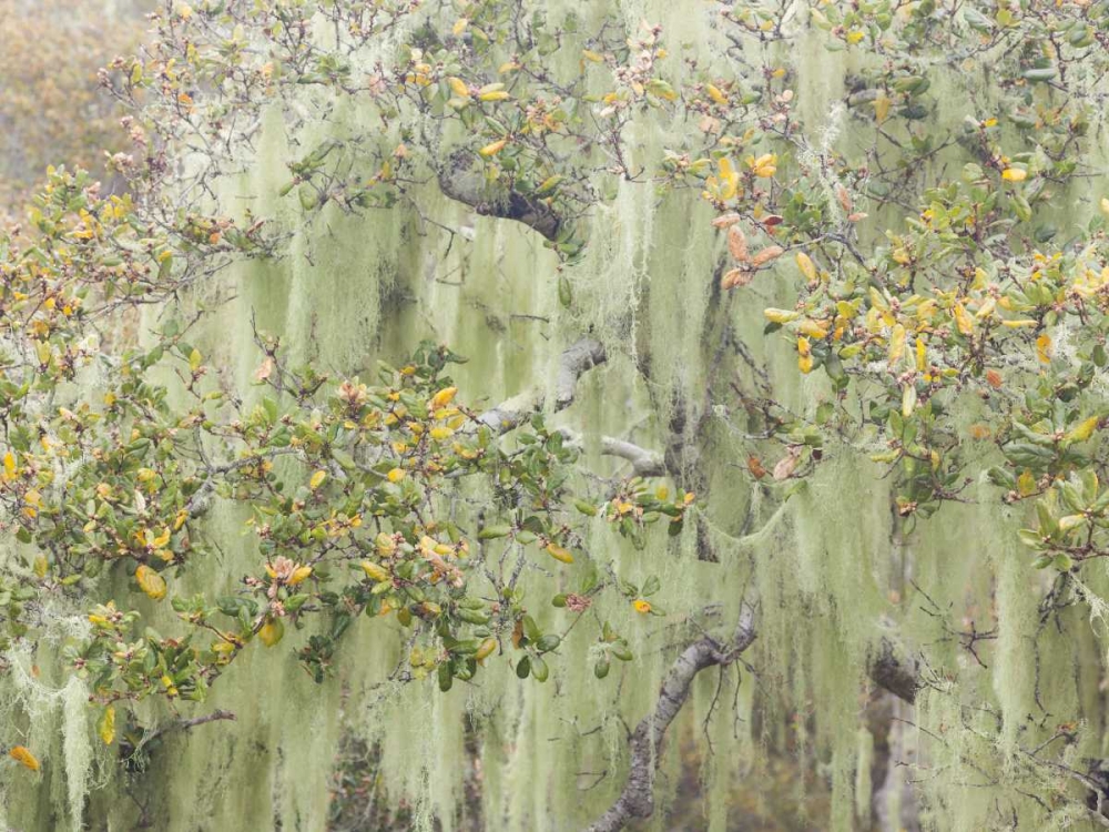 CA, Los Osos Oaks State Reserve Lichens on oak art print by Don Paulson for $57.95 CAD