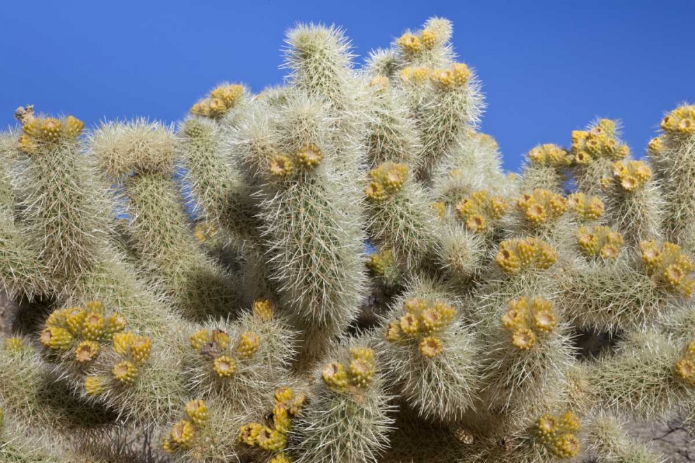 California, Joshua Tree NP Cholla cactus art print by Don Paulson for $57.95 CAD