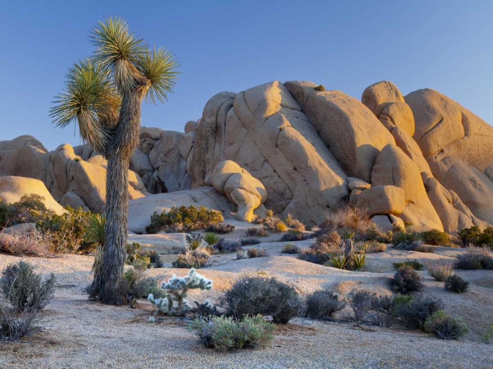 CA, Joshua Tree NP Joshua tree and boulders art print by Don Paulson for $57.95 CAD