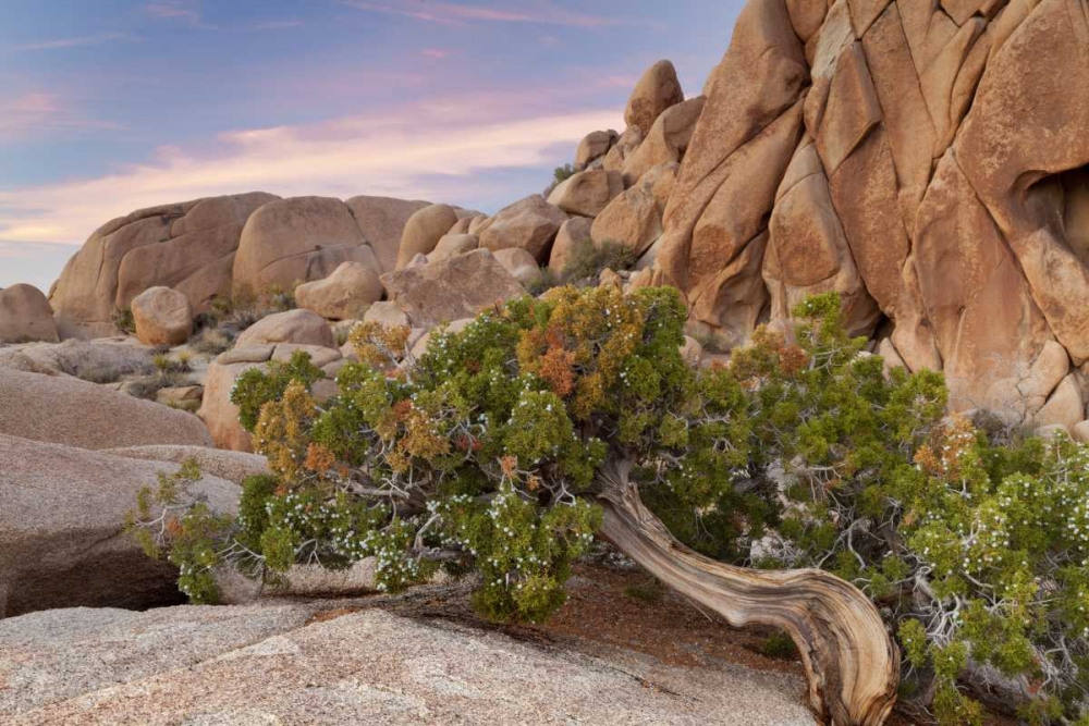California, Joshua Tree NP Wind-blown juniper art print by Don Paulson for $57.95 CAD