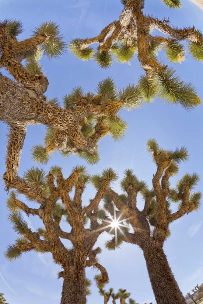 CA, Joshua Tree NP Sunburst through Joshua trees art print by Don Paulson for $57.95 CAD
