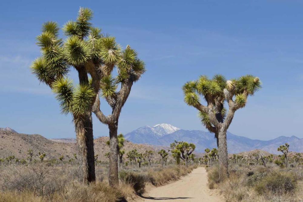 CA, Joshua Tree NP Joshua trees and mountains art print by Don Paulson for $57.95 CAD