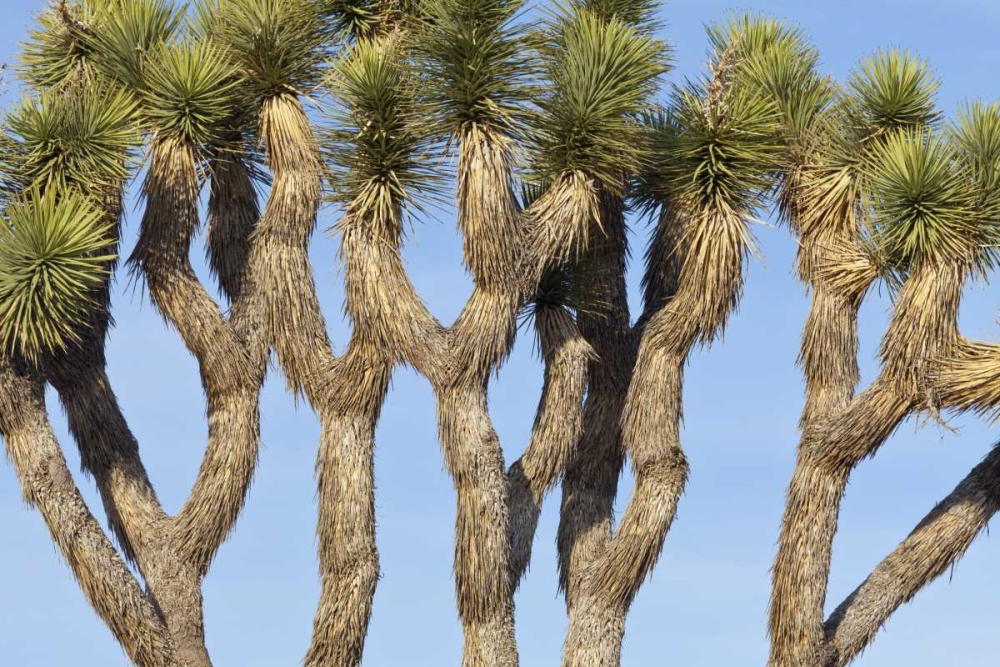 CA, Joshua Tree NP Joshua trees against the sky art print by Don Paulson for $57.95 CAD