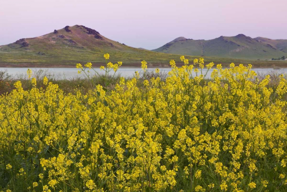 CA, Porterville Spring scenic with Lake Success art print by Don Paulson for $57.95 CAD