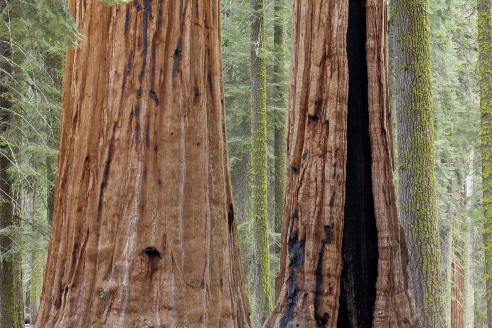 CA, Sequoia NP Giant sequoia trees in forest art print by Don Paulson for $57.95 CAD