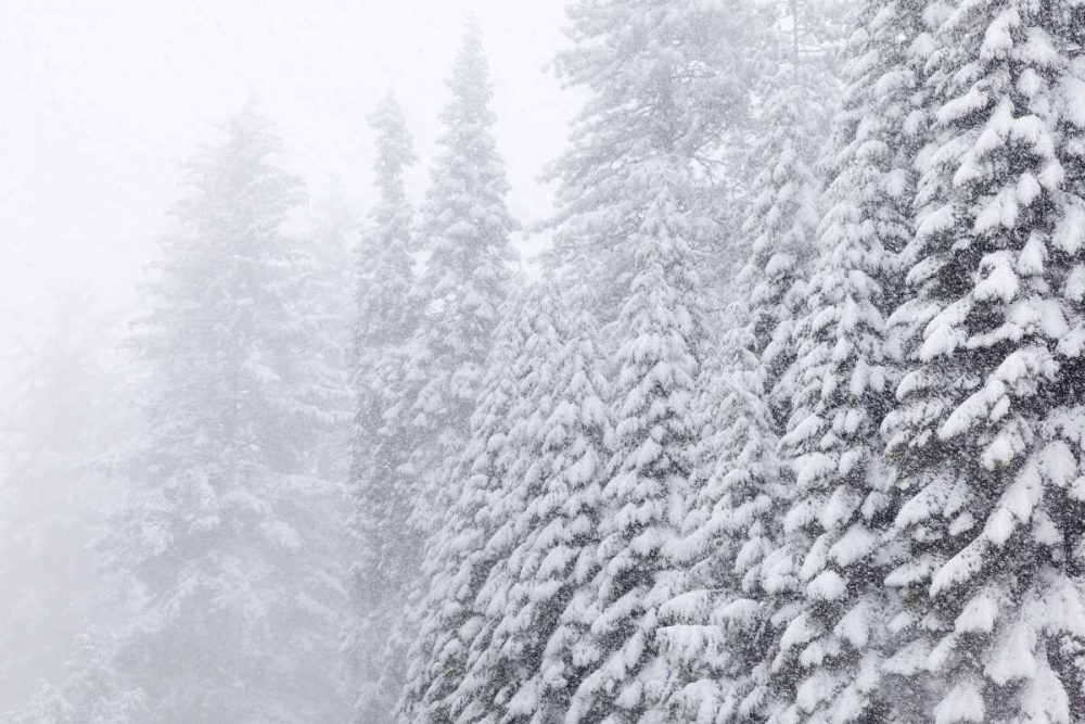 USA, California, Oakhurst Fir trees in snowfall art print by Don Paulson for $57.95 CAD