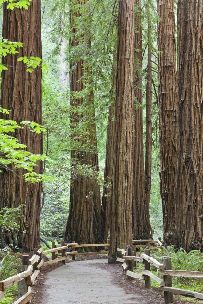 California Trail through Muir Woods NM in spring art print by Don Paulson for $57.95 CAD