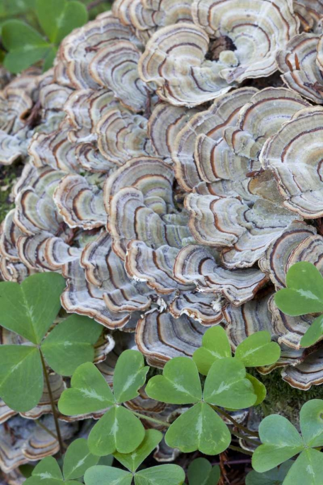 CA, Samuel P Taylor SP, Oxalis leaves and fungus art print by Don Paulson for $57.95 CAD