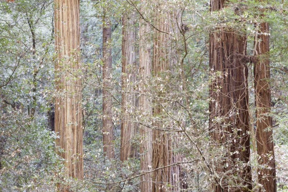 California Tres in Muir Woods NM in springtime art print by Don Paulson for $57.95 CAD