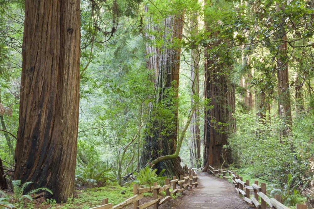 California Trail through Muir Woods NM in spring art print by Don Paulson for $57.95 CAD