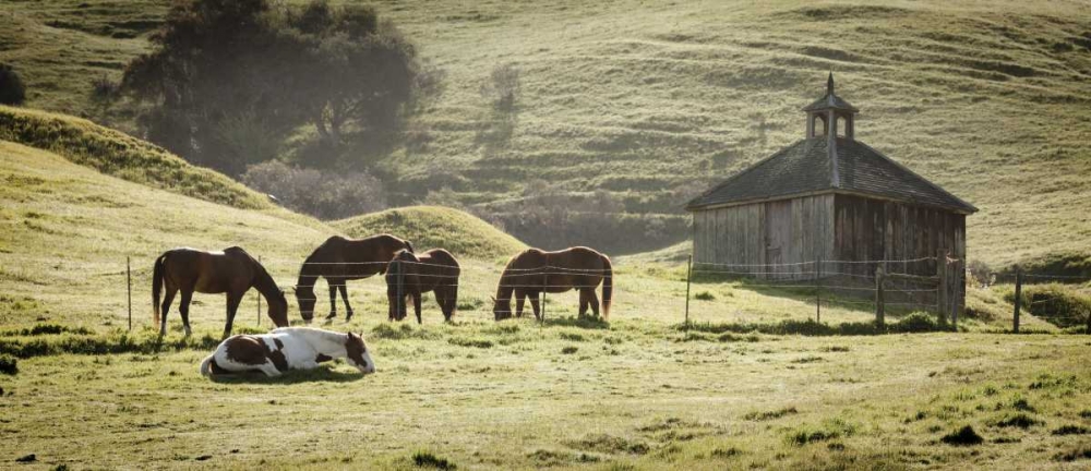 USA, California, Olema Horses and old barn art print by Don Paulson for $57.95 CAD